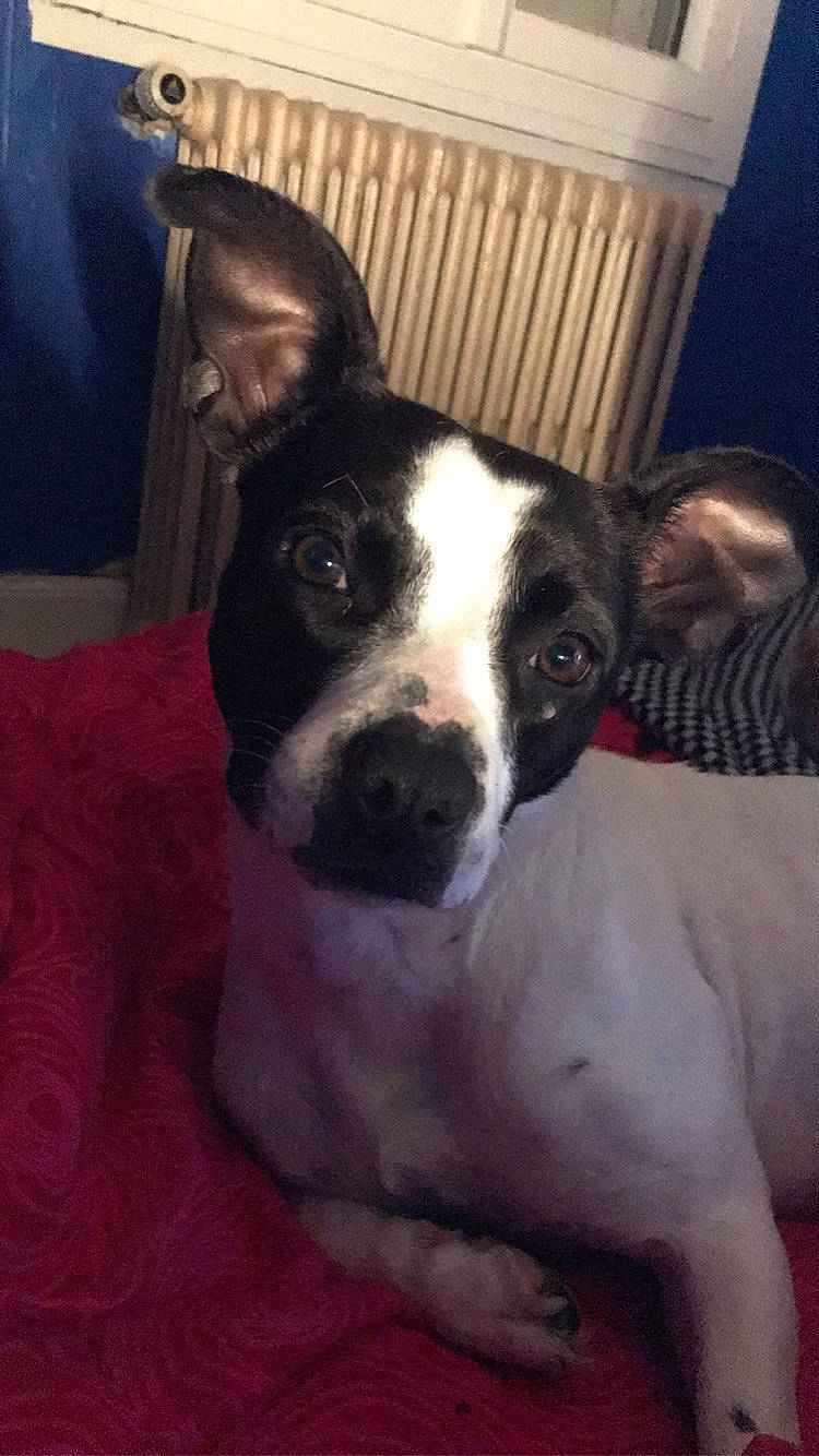 Ophé a rejoint le concours — aidez-le/la à gagner de superbes lots ! american_staffordshire_terrier, canidae, carnivore, companion_dog, dog, dog_breed, fawn, feist, mammal, non_sporting_group, nose, rat_terrier, snout, sporting_group, teddy_roosevelt_terrier, vertebrate, whiskers