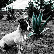 Ophé participe au concours pour gagner de l'argent avec cette photo : animal, black_and_white, daytime, dog, ears, field, fur, garden, grass, landscape, nature, outdoor, pet, plant, shrub, sitting, small_dog, snout, succulent, tree