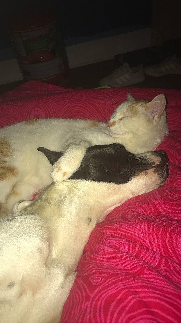 Ophé a rejoint le concours — aidez-le/la à gagner de superbes lots ! berger_blanc_suisse, canidae, carnivore, cat, dog, dog_breed, fawn, felidae, kitten, mammal, nap, non_sporting_group, small_to_medium_sized_cats, tail, whiskers