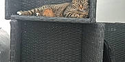 Una a rejoint le concours — aidez-le/la à gagner de superbes lots ! cat, tabby_cat, feline, pet, indoor, woven_shelf, furniture, relaxed, resting, curious, animal, cubed_shelf, texture, fabric, bag, gray, brown, striped, eyes, whiskers