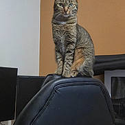 Una a rejoint le concours — aidez-le/la à gagner de superbes lots ! black_chair, brown_wall, cat, computer_monitor, desk, ears, electronics, eyes, feline, fur, home_office, indoor, looking_at_camera, microwave, office_chair, pet, sitting, tabby_cat, technology, whiskers