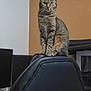 black_chair, brown_wall, cat, computer_monitor, desk, ears, electronics, eyes, feline, fur, home_office, indoor, looking_at_camera, microwave, office_chair, pet, sitting, tabby_cat, technology, whiskers