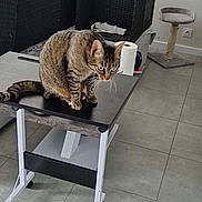 Una a rejoint le concours — aidez-le/la à gagner de superbes lots ! cat, tabby, table, living_room, scratching_post, tile_floor, curious, pet, furniture, indoor, household_item, cozy, modern, domestic, whiskers, tail, floor, sitting, looking, home