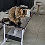 cat, tabby, table, living_room, scratching_post, tile_floor, curious, pet, furniture, indoor, household_item, cozy, modern, domestic, whiskers, tail, floor, sitting, looking, home