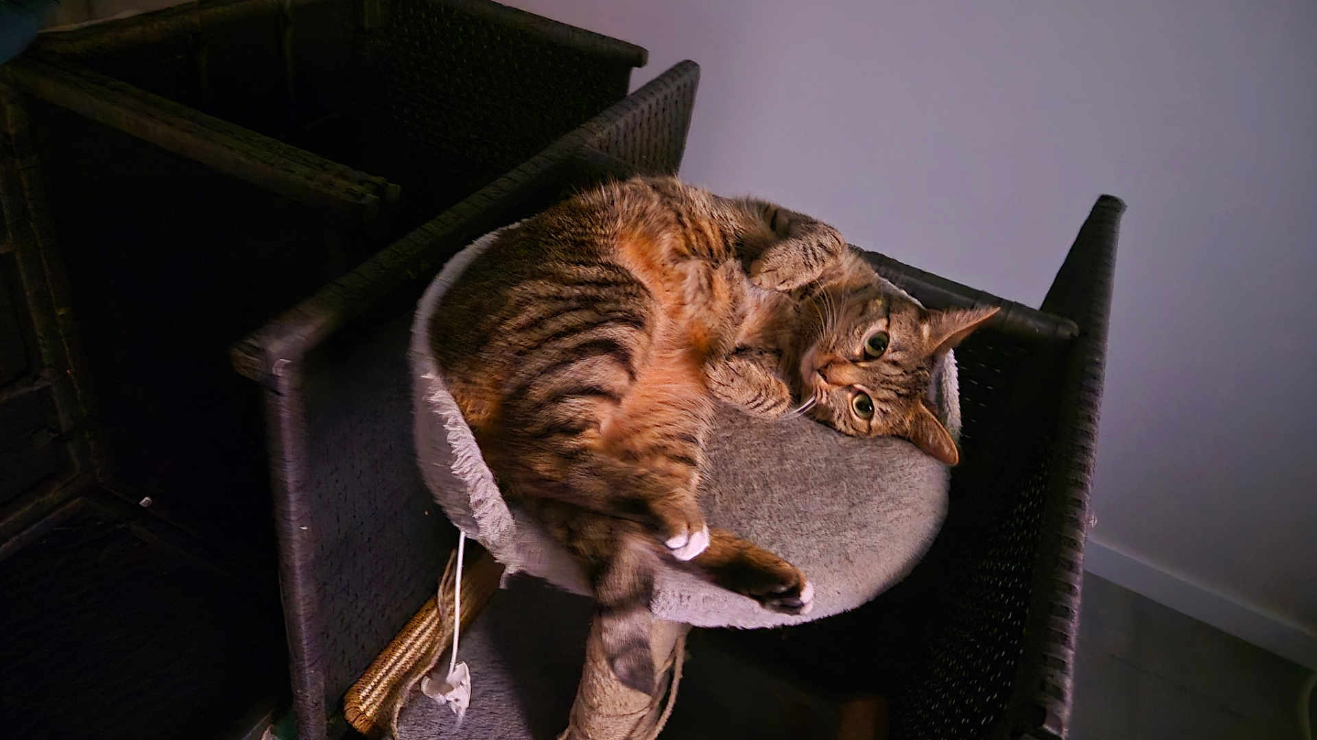 Una participe au concours pour gagner de l'argent avec cette photo : cat, tabby_cat, pet, feline, animal, indoor, cozy, perch, furniture, curled_up, looking, eyes, whiskers, ears, soft, relaxed, home, domestic, cute, resting