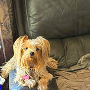 Littles is registered to the contest to win money with this photo: animal, blanket, brown, canine, close_up, collar, couch, curtain, dog, fur, golden, home, indoor, leather, long_hair, pet, resting, straw, tag, water_bottle