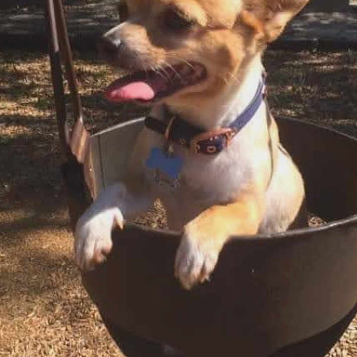 Lily is registered to the contest to win money with this photo: animal, canine, collar, daylight, dog, fun, happy, leash_hook, nature, outdoor, park, pet, playground, puppy, small_dog, sunny, swing, tongue_out, trees, wood_chips