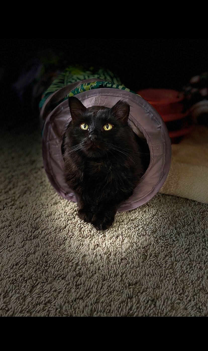 Juju joined the competition — help win amazing prizes! black_cat, cat, pet, animal, indoor, carpet, fabric_tunnel, yellow_eyes, feline, cozy, spotlight, curious, fur, cute, mammal, whiskers, ears, resting, domestic_cat, playful