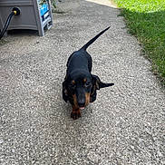 Oakley joined the competition — help win amazing prizes! dachshund, puppy, dog, outdoor, grass, concrete, pathway, black, brown, pet, small_dog, canine, animal, sunlight, ears, tail, walking, young, cute, front_view
