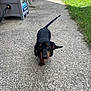 dachshund, puppy, dog, outdoor, grass, concrete, pathway, black, brown, pet, small_dog, canine, animal, sunlight, ears, tail, walking, young, cute, front_view