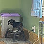animal, carpet, container, corner, crate, curious, dachshund, dog, domestic, electrical_cords, floor, food_bowl, green_wall, indoor, looking, pet, purple_lid, raised_feeder, small_dog, wooden_floor