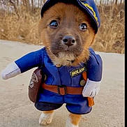 Fred is registered to the contest to win money with this photo: adorable, animal, blue_clothing, brown_fur, concrete, costume, cute, dog, funny, grass, hat, nature, outdoor, pet, police_uniform, puppy, small, uniform, walking, white_paws