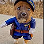 adorable, animal, blue_clothing, brown_fur, concrete, costume, cute, dog, funny, grass, hat, nature, outdoor, pet, police_uniform, puppy, small, uniform, walking, white_paws
