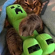 Oreo joined the competition — help win amazing prizes! cat, tabby, animal, pet, plush_toy, minecraft, creeper, blanket, cozy, sleeping, cute, feline, soft, indoor, hugging, resting, paws, snuggling, comfort, relaxed
