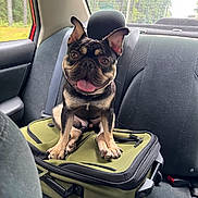 Yogi is registered to the contest to win money with this photo: backseat, canine, car_interior, dog, ears, french_bulldog, happy, luggage, paws, pet, road_trip, seat, seatbelt, sitting, suitcase, tongue_out, travel, trees, upholstery, window
