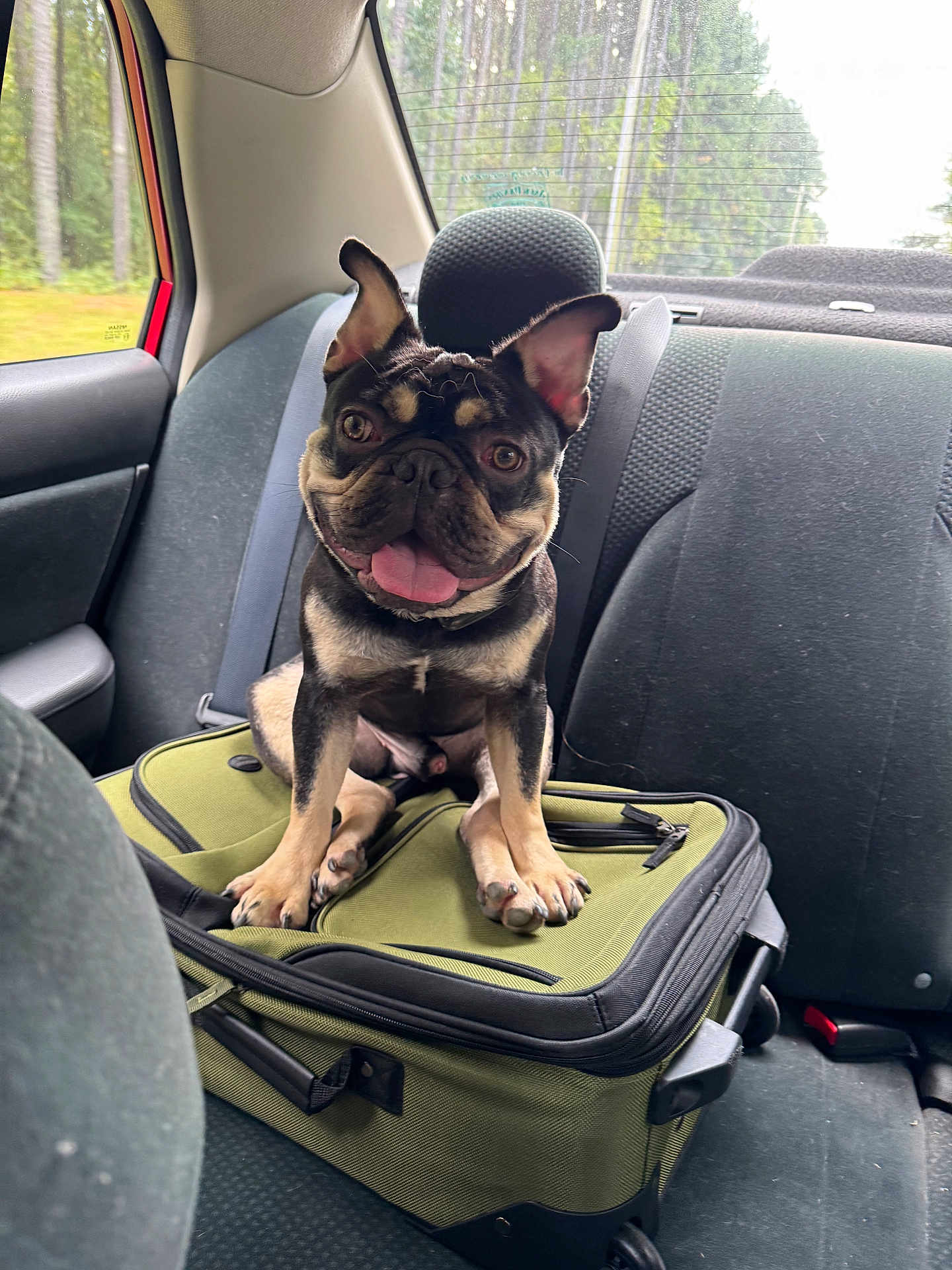 Yogi is registered to the contest to win money with this photo: backseat, canine, car_interior, dog, ears, french_bulldog, happy, luggage, paws, pet, road_trip, seat, seatbelt, sitting, suitcase, tongue_out, travel, trees, upholstery, window