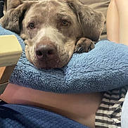 Piper is registered to the contest to win money with this photo: animal, blanket, blue_towel, canine, closeup, comfort, couch, dog, ear, fur, home, human_leg, indoor, nose, paw, pet, relaxed, resting, sleepy, striped_clothing