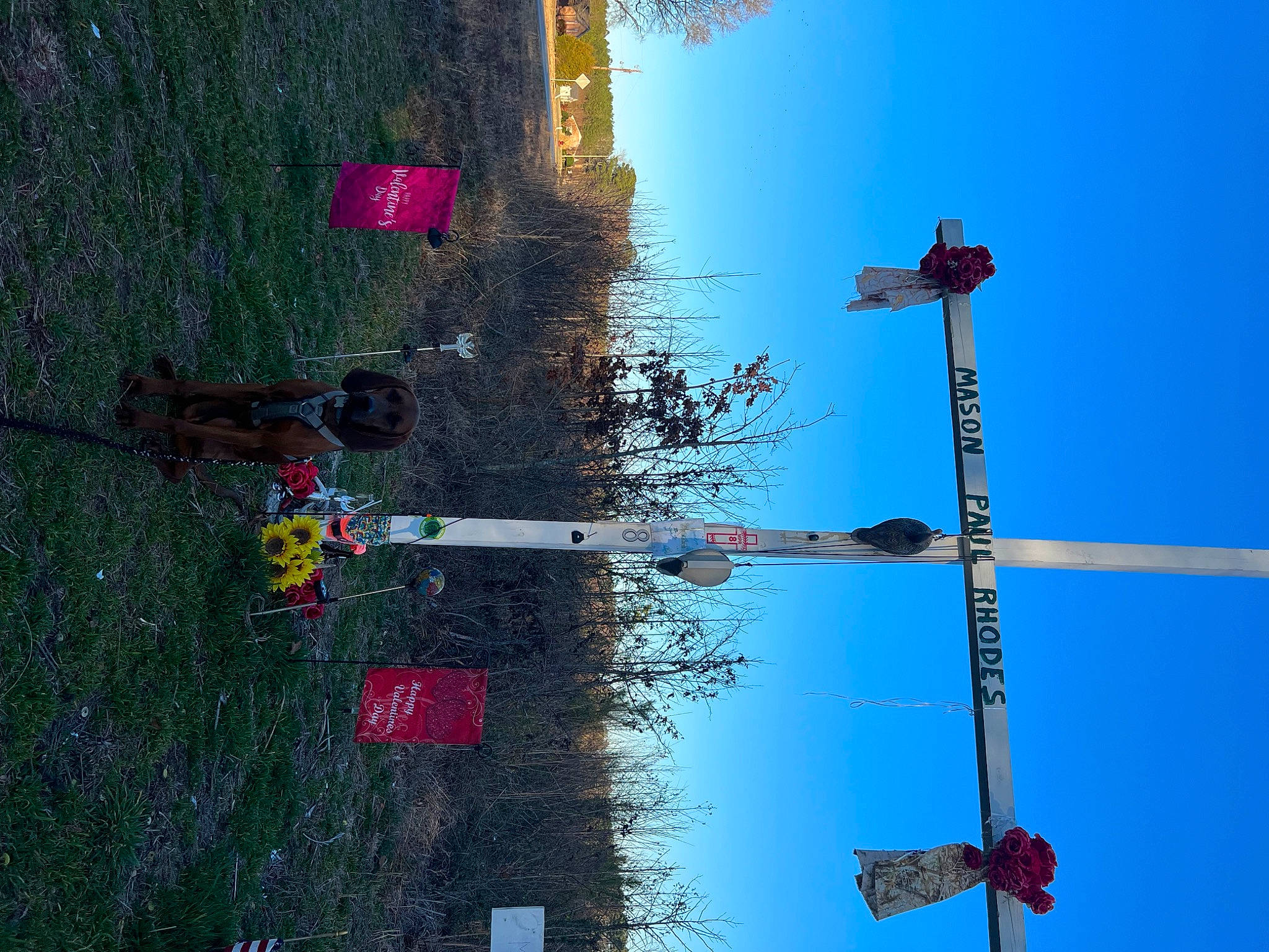 Rip joined the competition — help win amazing prizes! cross, flower, landscape, light_fixture, magenta, plant, pole, public_utility, reflection, shadow, sky, street_light, tree, urban_design, water, world