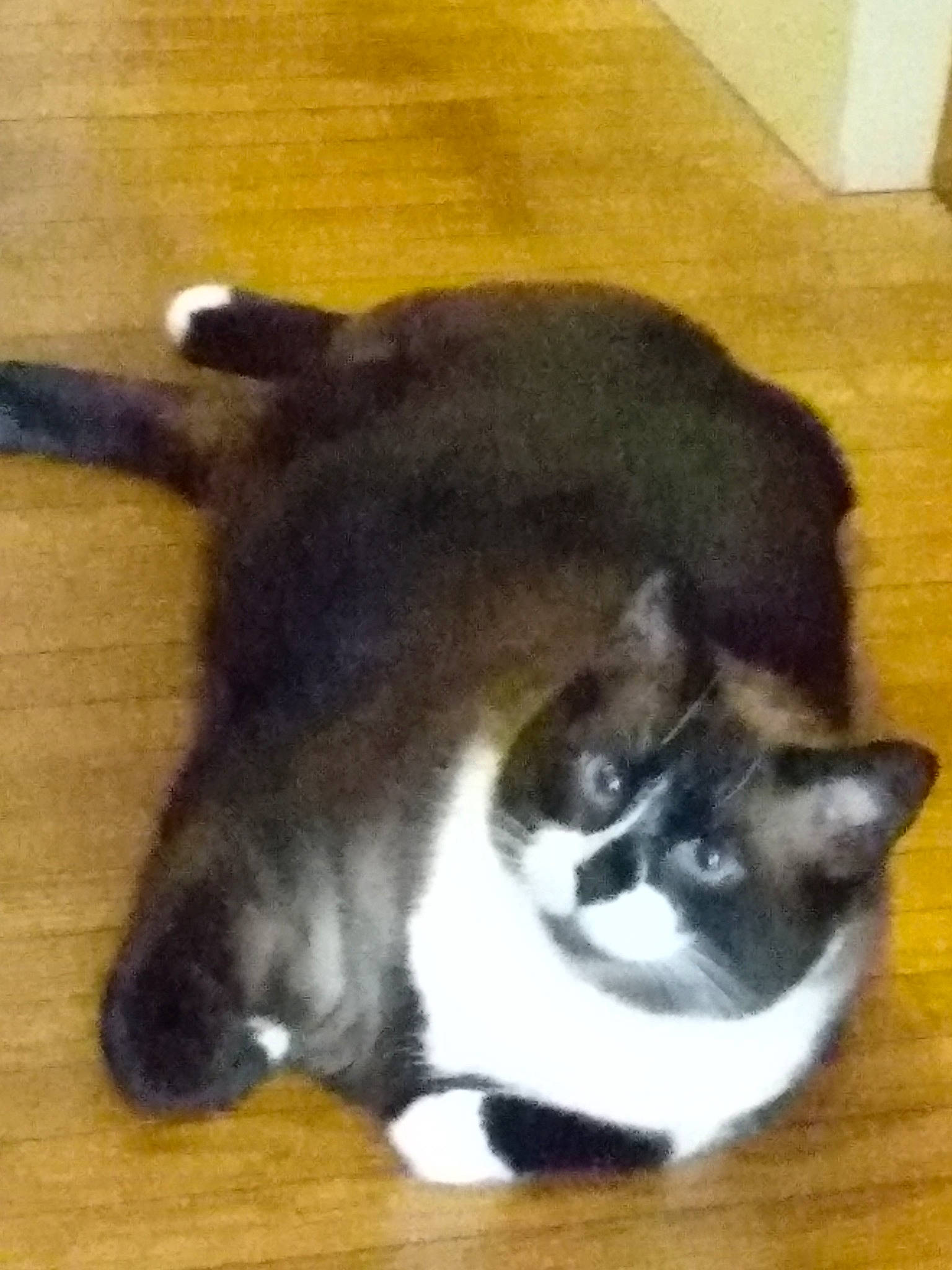 Tippy Linn joined the competition — help win amazing prizes! canidae, carnivore, cat, claw, comfort, companion_dog, dog_breed, fawn, felidae, flooring, fur, hardwood, mammal, paw, small_to_medium_sized_cats, snout, sporting_group, tail, whiskers, wood