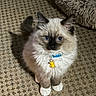adorable, animal, blue_eyes, carpet, cat, collar, cute, domestic, feline, fluffy, fur, indoor, kitten, patterned, pet, shadow, sitting, small, whiskers, young