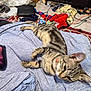 abyssinian, accessories, animal, bag, bed, bedroom, blanket, cat, couch, cushion, furniture, handbag, homedecor, indoors, kitten, manx, person, pet, room, sleeping