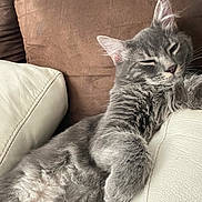Heros a rejoint le concours — aidez-le/la à gagner de superbes lots ! cat, gray_cat, fluffy, long_hair, pet, animal, feline, sleepy, relaxed, squinting, whiskers, ears, paws, fur, couch, leather, indoors, home, portrait, cute