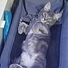 cat, kitten, gray_cat, fluffy, lying_down, belly_up, paws, whiskers, ears, eyes, pet, animal, blue_carrier, pet_bed, indoor, relaxed, playful, portrait, close_up, funny_pose