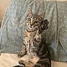 cat, kitten, tabby, pet, animal, sitting, upright, raised_paw, paw, whiskers, green_eyes, striped_fur, fluffy, portrait, indoors, couch, pillows, blanket, home, cute