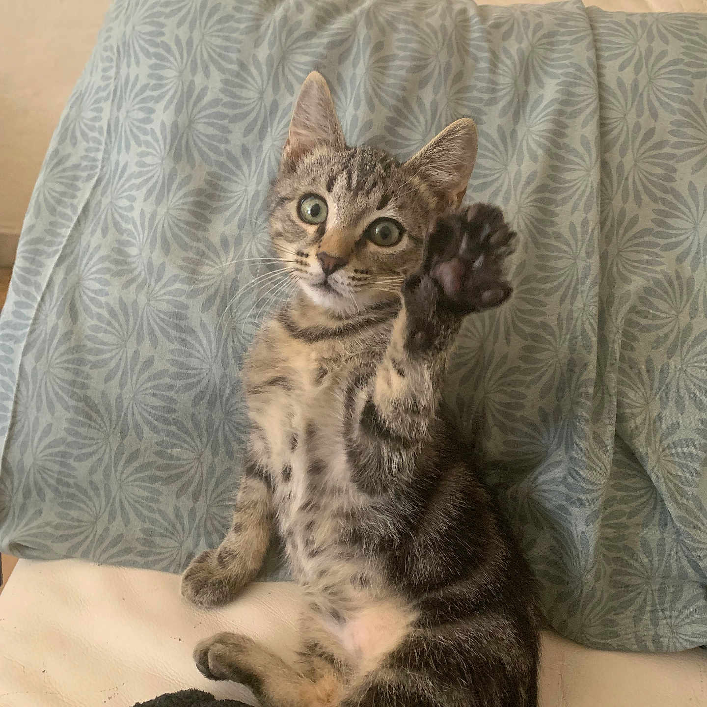 Simba