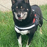 August joined the competition — help win amazing prizes! dog, black_dog, tan_markings, reflective_harness, leash, grass, sidewalk, outdoor, pet, canine, standing, alert, fur, ears, mouth_open, daylight, nature, friendly, companion, walking_gear