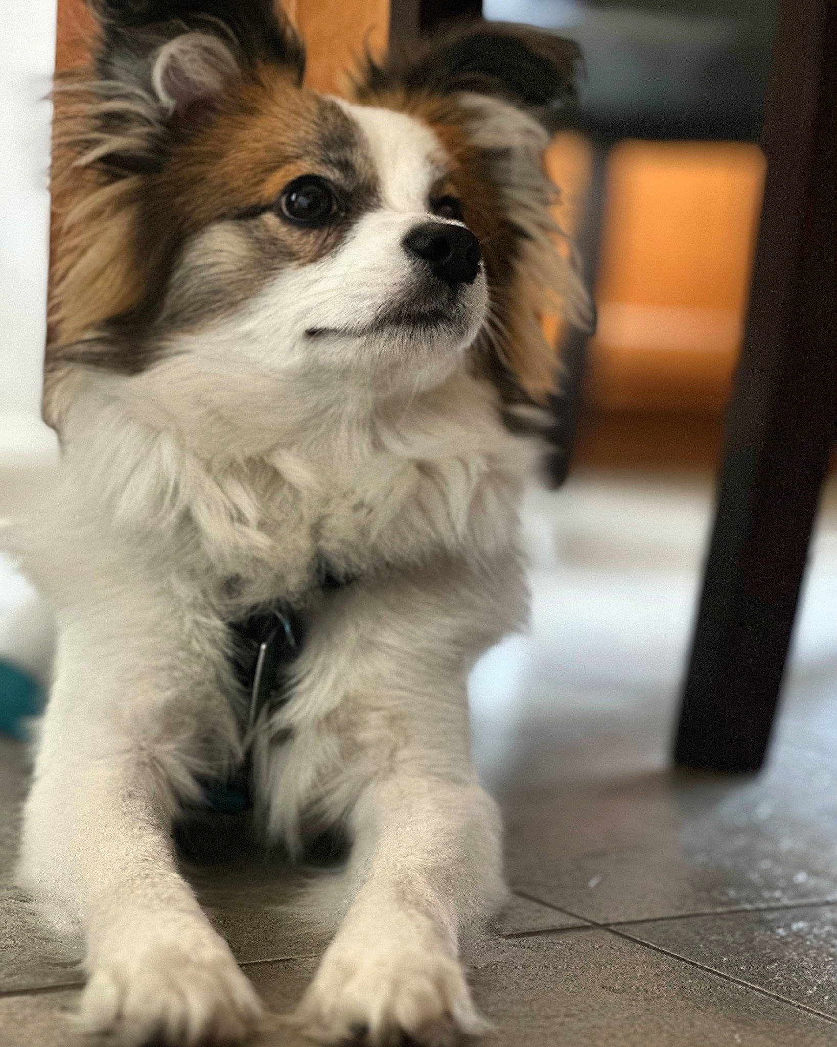 Mickey is registered to the contest to win money with this photo: canidae, carnivore, collar, companion_dog, dog, dog_breed, dog_supply, fawn, fur, non_sporting_group, papillon, snout, spaniel, sporting_group, terrestrial_animal, toy_dog, whiskers, working_animal, working_dog