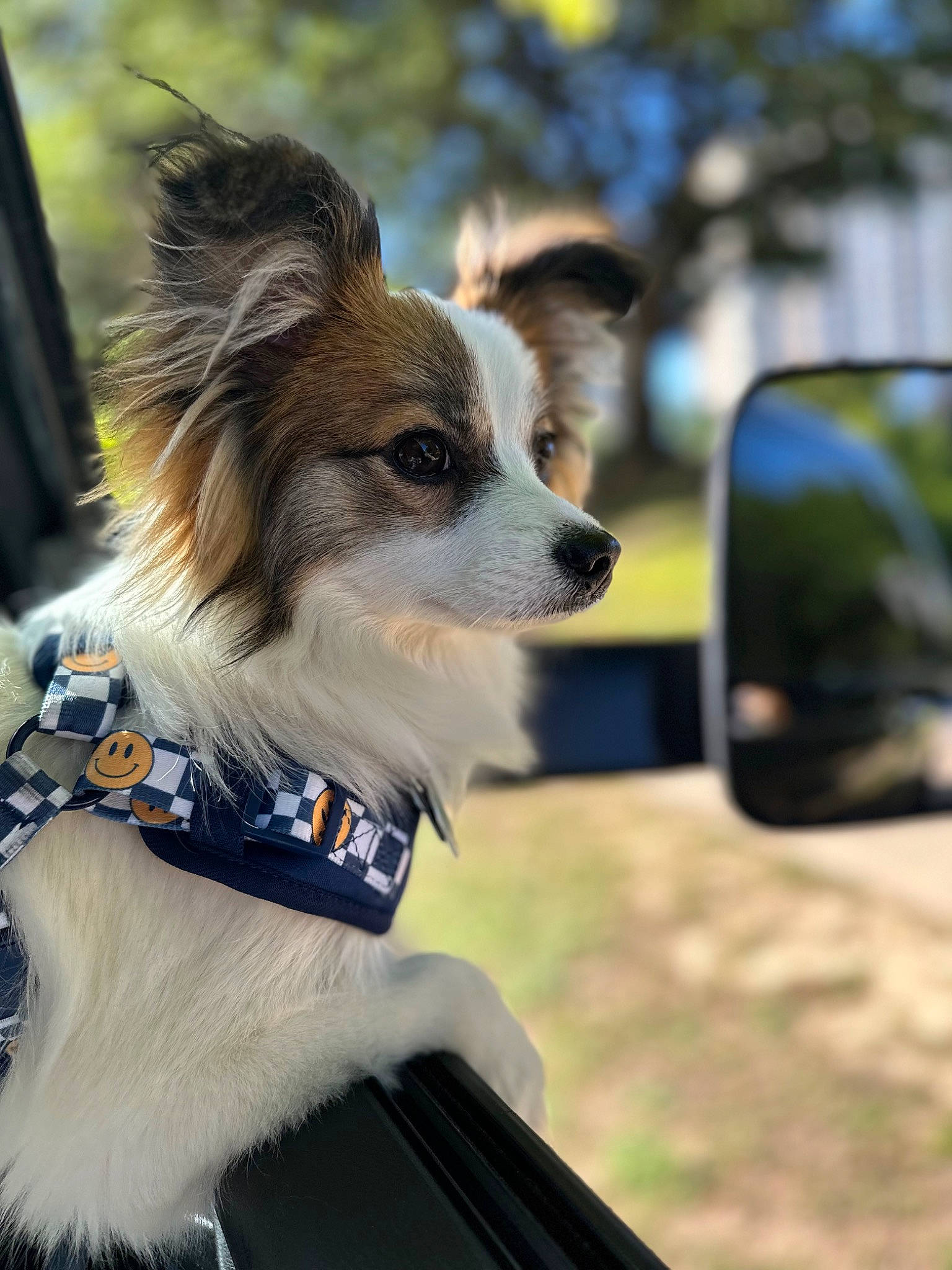 Mickey joined the competition — help win amazing prizes! automotive_lighting, automotive_mirror, automotive_side_view_mirror, canidae, carnivore, collar, companion_dog, dog, dog_breed, dog_supply, fashion_accessory, fawn, fur, mirror, papillon, plant, rear_view_mirror, sporting_group, toy_dog, whiskers