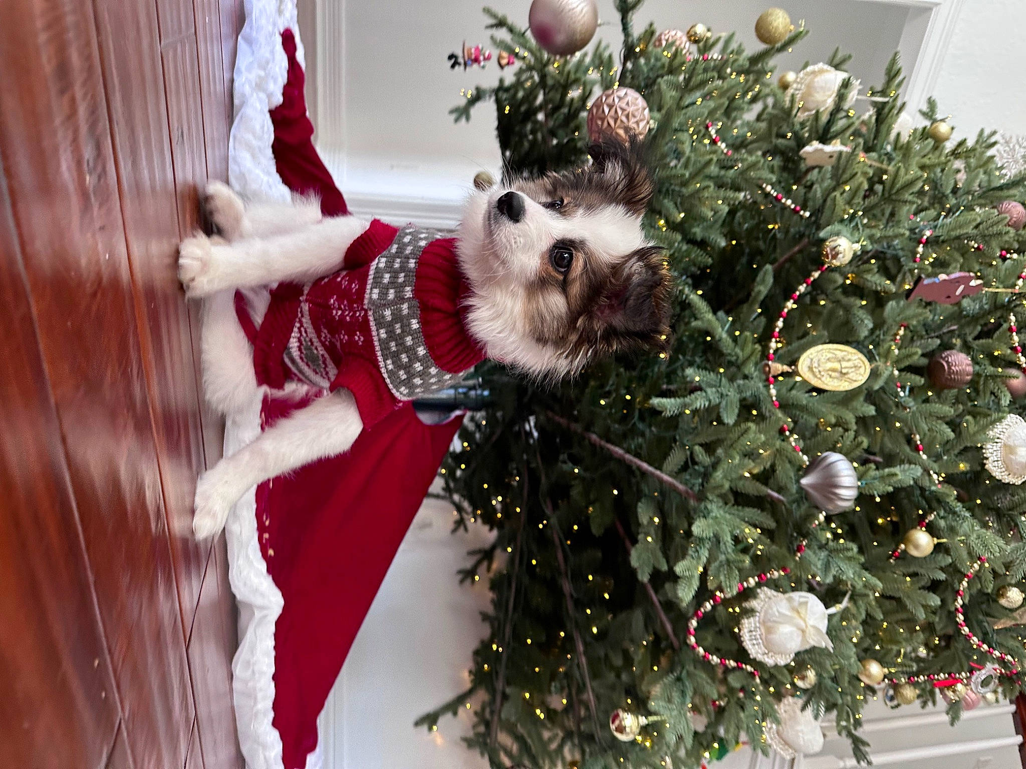 Mickey is registered to the contest to win money with this photo: carnivore, christmas, christmas_decoration, christmas_eve, christmas_ornament, christmas_tree, event, evergreen, fawn, floral_design, flower_arranging, holiday, holiday_ornament, ornament, plant, textile, tree, twig, window, winter