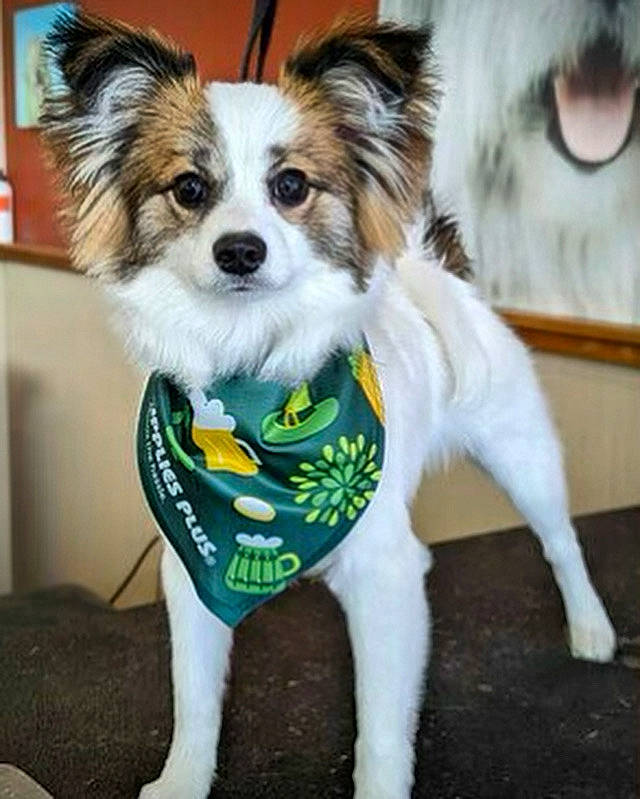 Mickey is registered to the contest to win money with this photo: canidae, carnivore, collar, companion_dog, dog, dog_breed, dog_clothes, dog_supply, fashion_accessory, fawn, fur, non_sporting_group, papillon, pet_supply, snout, sporting_group, toy_dog, whiskers, working_animal