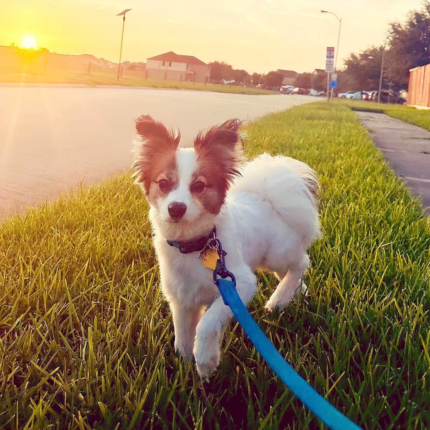 Mickey joined the competition — help win amazing prizes! carnivore, companion_dog, dog, dog_breed, fawn, grass, happy, light, morning, plant, sky, snout, sporting_group, street_light, sunlight, tail, toy_dog, tree, water, working_animal