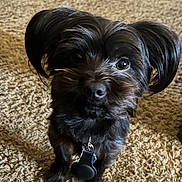 Memphis joined the competition — help win amazing prizes! alert, animal, black_dog, carpet, close_up, collar, companion, cute, dog, domestic_animal, ears, floor, friendly, fur, indoor, looking_up, pet, small_dog, tag, whiskers