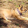 dog, tan, collar, pink_collar, outdoor, sunlight, earth, pine_needles, grass, animal, pet, lying_down, resting, nature, daytime, canine, ears_up, side_view, relaxed, ground