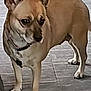 Shizuka is registered to the contest to win money with this photo: dog, canine, pet, standing, ears_up, alert, brown_fur, short_hair, collar, indoor, tile_floor, paws, looking_away, animal, companion, domestic, mammal, walking, two_dogs, background