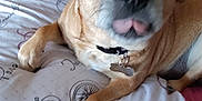 Shizuka joined the competition — help win amazing prizes! dog, bed, pillow, cushion, indoor, pet, fur, collar, tag, closeup, animal, resting, cute, small_dog, brown_fur, black_nose, tongue_out, wide_eyes, fabric, home