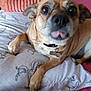 dog, bed, pillow, cushion, indoor, pet, fur, collar, tag, closeup, animal, resting, cute, small_dog, brown_fur, black_nose, tongue_out, wide_eyes, fabric, home