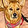 Roxy