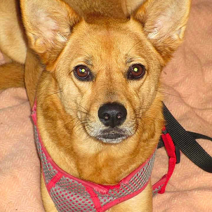 Roxy