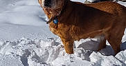 Roxy is registered to the contest to win money with this photo: dog, brown_dog, snow, winter, outdoor, sunlight, shadow, bench, tire_tracks, fur, pet, animal, cold, nature, daylight, standing, curious, puzzle, landscape, snowy