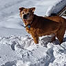 dog, brown_dog, snow, winter, outdoor, sunlight, shadow, bench, tire_tracks, fur, pet, animal, cold, nature, daylight, standing, curious, puzzle, landscape, snowy