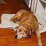 dog, sleeping, brown_dog, wooden_floor, blanket, indoors, resting, pet, canine, home, flooring, door, quiet, relaxation, fur, paw, animal, laying_down, tired, comfortable