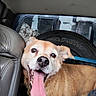 dog, happy, tongue_out, car_interior, leather_seat, vehicle, pet, canine, smiling, fur, seat, tire, window, collar, animal, closeup, excited, inside, transport, companion