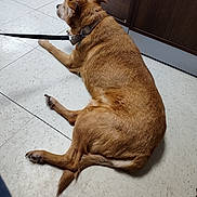 Roxy joined the competition — help win amazing prizes! dog, brown_dog, leash, collar, floor, tile_floor, indoor, cabinet, wooden_cabinet, pet, animal, resting, lying_down, side_view, waiting, domestic_animal, fur, paw, tail, quiet