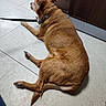 dog, brown_dog, leash, collar, floor, tile_floor, indoor, cabinet, wooden_cabinet, pet, animal, resting, lying_down, side_view, waiting, domestic_animal, fur, paw, tail, quiet