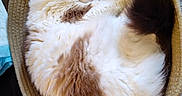 Patches joined the competition — help win amazing prizes! cat, sleeping, fluffy, bed, round_bed, cozy, carpet, indoor, pet, resting, feline, white_fur, brown_fur, curled_up, cute, domestic_animal, quiet, relaxing, soft, home
