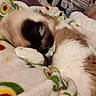 Patches is registered to the contest to win money with this photo: cat, sleeping, paw, blanket, cozy, indoor, furniture, shelf, home, resting, fur, cute, animal, pet, soft, comfort, relaxation, pattern, colorful, domestic